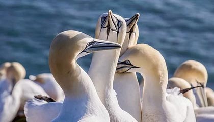 开云电竞服务-电竞赛事多样化发展趋势明显，电竞行业赛事方