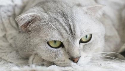 开云电竞服务-电竞赛事多样化发展趋势明显，电竞行业赛事方